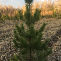 Комплект 5шт / Кедр Сибирский ..
