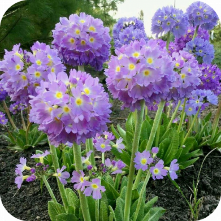 Примула Lilac - яркие цветы для вашего сада Примула Lilac - яркие цветы для вашего сада