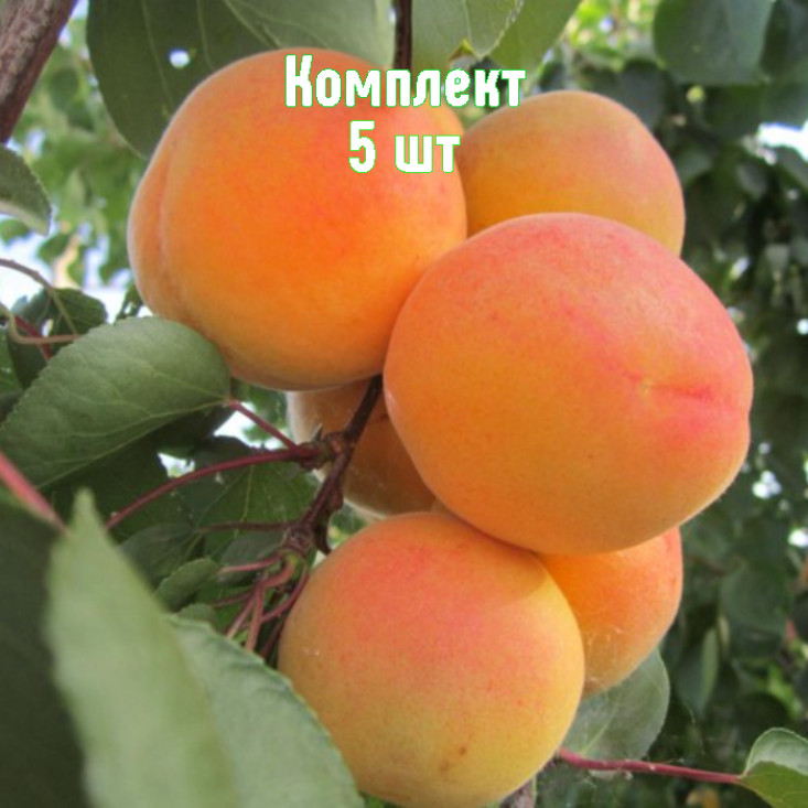 Комплект 5шт / Абрикос Крымский Амур Комплект 5шт / Абрикос Крымский Амур