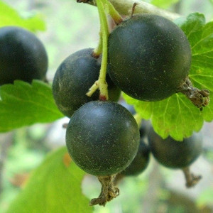 Йошта Йохини Йошта Йохини