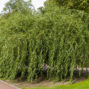 Ива Матсуды или Salix matsudana (сеянец) Ива Матсуды или Salix matsudana (сеянец)